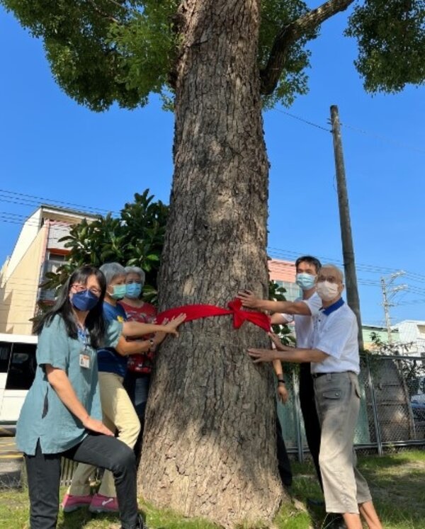 見證歷史與環境，東勢地所百年樟樹列入受保護樹木。圖／台中市府提供