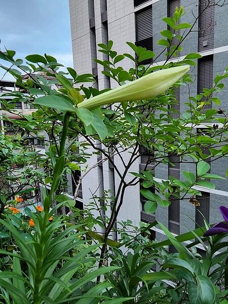 綠化家園。圖／易小滿攝
