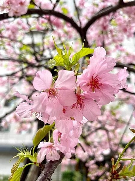 中和區民安里里長張金鳳。圖／里辦提供
