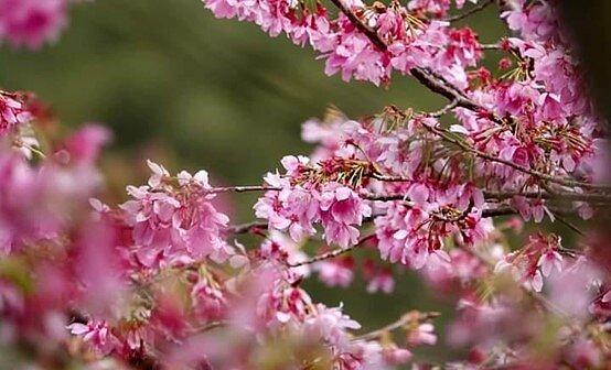 按照小貼士照顧櫻花樹。圖／易小滿攝
