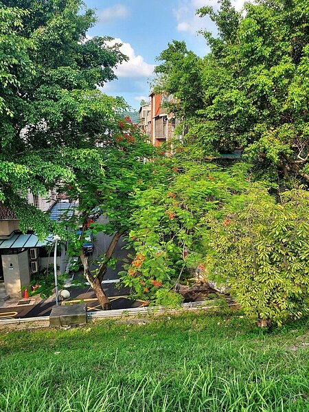 植樹節贈樹苗，以綠手指傳愛。易小滿攝
