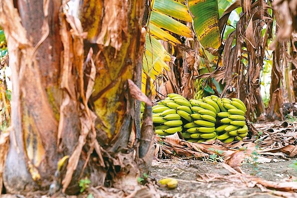 近日香蕉價格低,有些品質較差的香蕉被蕉農丟棄在蕉園任其腐爛。圖/記者徐白櫻翻攝