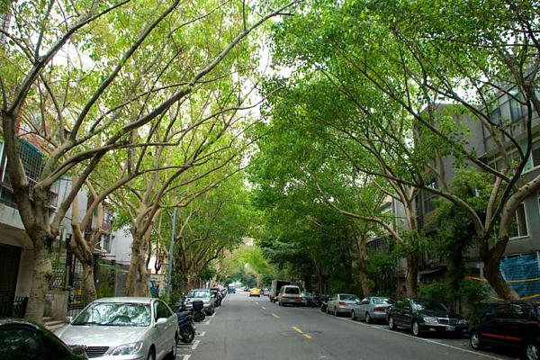 民生社區街道兩旁綠樹成蔭／圖片擷取自Google 圖片
