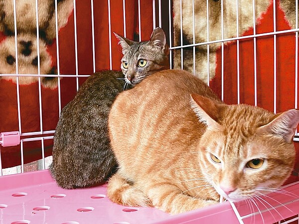 新北市動保處在里辦公室設置認養小棧,增加流浪犬貓被認養機率。圖/新北市動保處提供