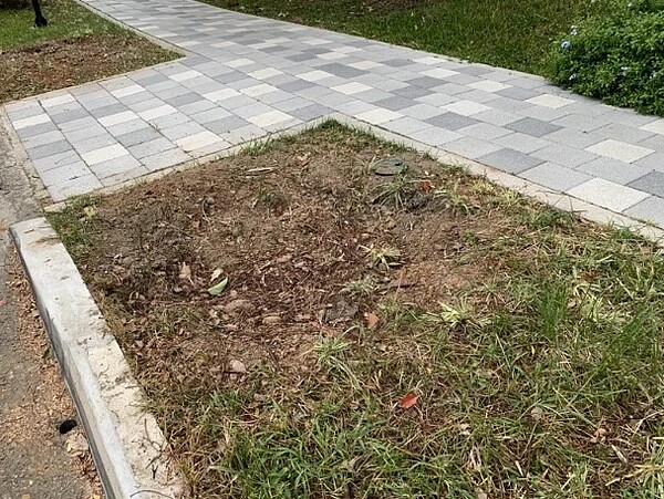 桃園平鎮1895乙未保台紀念公園樟樹枯死,廠商已移走3棵樟樹。圖/聯合報