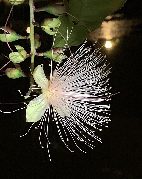 拍攝於興隆公園的穗花棋盤腳。圖片由凌錦成里長提供
