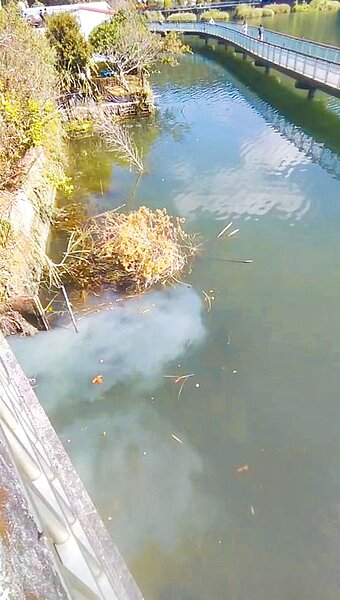 投訴人發現有人偷排廢水，立即拿起手機錄影存證。（民眾提供／楊靜茹南投傳真）