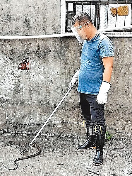 台中市大坑山區近幾年頻繁出現毒蛇蹤跡，市議員在議會要求提高違法放生的檢舉獎金，市府農業局26日提出自治條例修正草案，將檢舉獎金提高1倍。（農業局提供／林欣儀台中傳真）