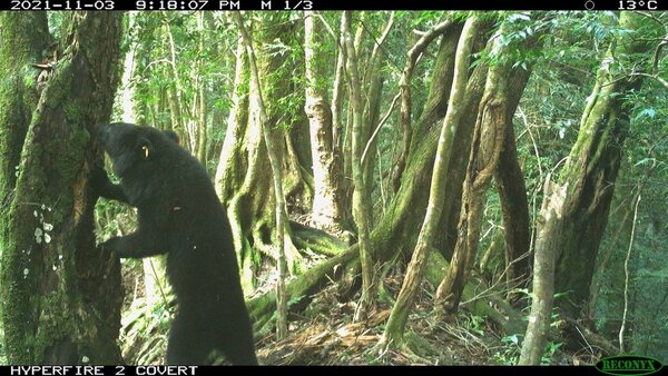 林務局台東林區管理處日前回收設置於國有林班地內的紅外線自動相機影像，驚喜發現已經長大的廣原小熊Mulas身影，身旁還多了一隻黑熊同伴，這是從2020年5月16日Mulas野放回森林家後，首度再次拍攝到牠的身影。圖／台東林管處提供