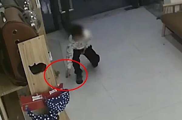 男孩進到寵物店把貓咪放走。圖/擷自微博