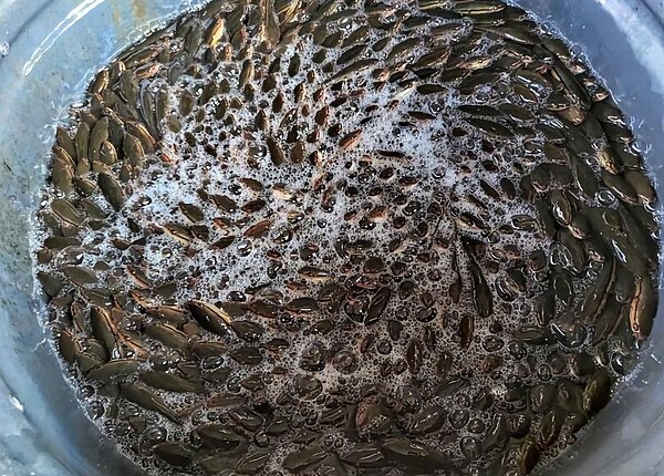 日月潭「魚虎球」電撈數量暴減，至今竟捕獲6千多尾幼魚，不到去年同期的3成。圖／聯合報資料照，「日月潭一等高」提供