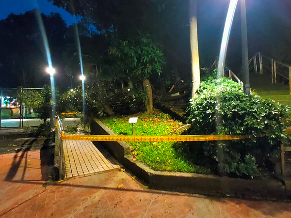 萬芳七號公園因大雨倒下的大樹,立即圍起搶修(圖/陳姿秀里長提供)