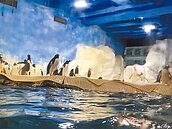 海生館賣企鵝　價錢不重要　還沒人投標