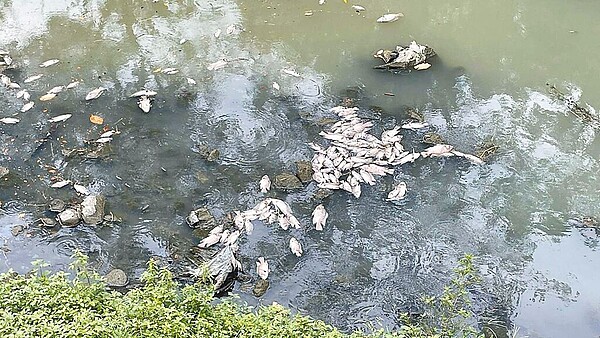 高雄市鳳山溪8日出現300多尾魚暴斃，擱淺在沿岸及溪面，並飄出陣陣惡臭味。（高市議員李雅靜提供／柯宗緯高雄傳真）