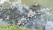 300尾魚暴斃鳳山溪　死因疑缺氧