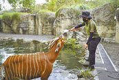 雙十連假活動多　「國慶寶寶」免費逛動物園