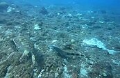 小琉球驚見「海底哥吉拉」與龜伴游　憂心生態受創