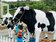 「2022桃園鮮奶節公所主題日」　推廣在地農特產品及食農教育