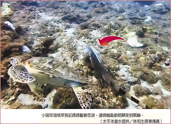 小琉球海域罕見記錄綠鬣蜥悠游,連綠蠵龜都明顯受到驚嚇。(太平洋潛水提供/林和生屏東傳真)