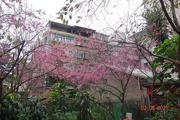 山櫻花樹苗栽培開花。圖/易小滿攝