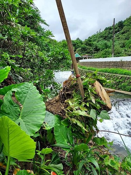 阿柔坑溪河畔倒塌相思樹。易小滿攝
