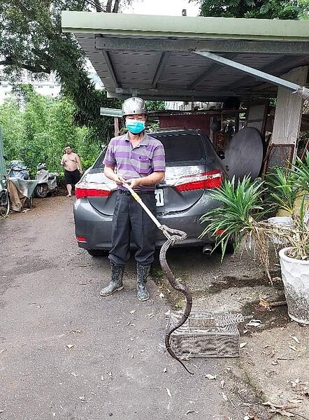 捕蛇緝捕歸案。易小滿攝
