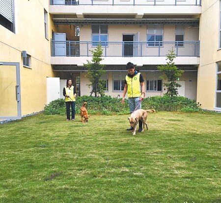 
新竹市政府為提升民眾認養意願，今年並持續辦理認養浪犬加碼送首年免費寵物保險。（陳育賢攝）

