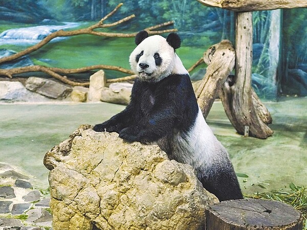 大貓熊「團團」8月癲癇,病況令粉絲擔心,目前已開始服用抗癲癇藥物,且並未出現副作用。圖為團團病後的近照,預計最快18日可復出與大家見面。(台北市立動物園提供)