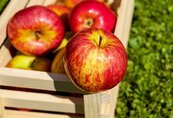 美國蘋果驗出殺蟲劑　兒童吃了恐傷腦