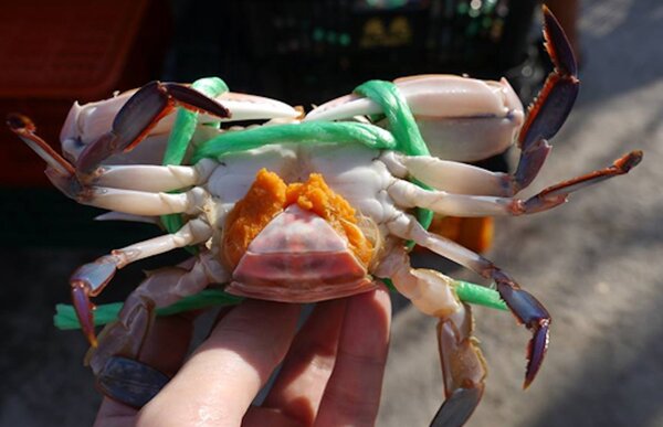 2022年8月起到年底，除延續禁捕抱卵母蟹，還新增禁止販售。圖／新北市漁業處提供