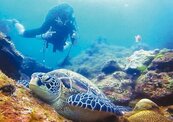 小琉球汙水處理改善　海龜805隻新紀錄