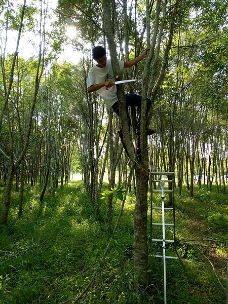 平地造林成本高於山坡造林。圖為平地造森修枝作業。(圖/林試所提供)