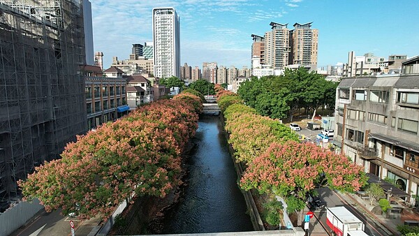 環河路台灣欒樹盛開。圖／台中市建設局提供