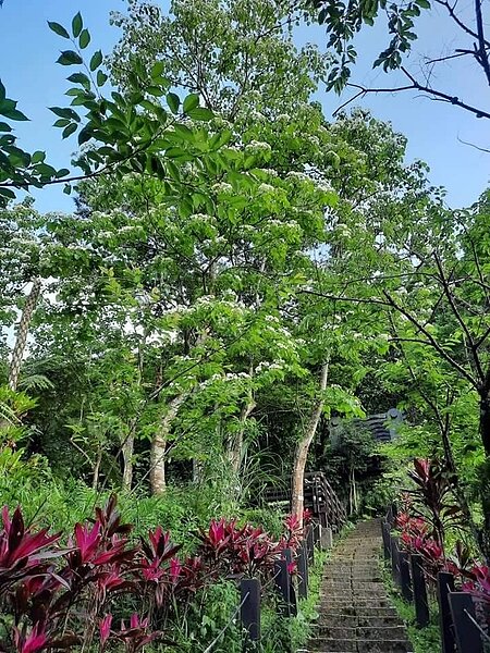 日賞桐、夜賞螢樂趣多。圖/易小滿攝