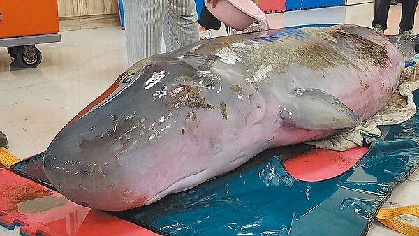 小抹香鯨母子在桃園市笨港沙灘擱淺被民眾發現,小抹香鯨媽媽獲救後,經初步檢視體表有擦傷、體態稍微消瘦。(基隆市政府提供/陳彩玲基隆傳真)