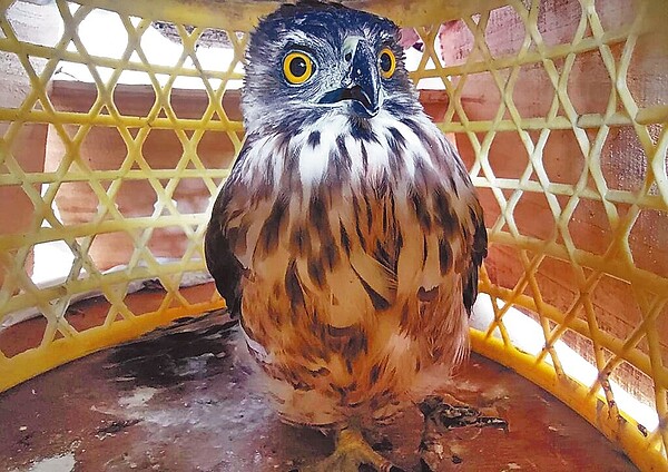 試圖抓小雞的鳳頭蒼鷹,瞪著1雙大眼睛,帥氣又迷人。(邵惠琴提供/莊哲權台東傳真)