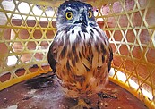 鳳頭蒼鷹抓小雞失手　現行犯被逮