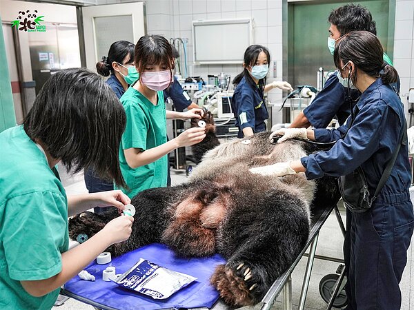 動物園將在各項檢查結果出爐後與相關領域專家學者討論,以為後續的醫療照護方向評估及建議。圖/台北動物園