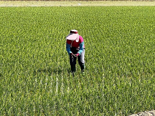 農民退休儲金去年上路至今僅二成參與提撥,遭立委批評成效不彰。(聯合報系資料庫)記者莊祖銘/攝影