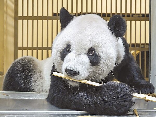 圖為團團22日檢查完後返回大貓熊館吃飯、休息。（台北市立動物園提供／游念育台北傳真）