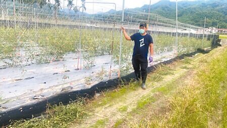 美濃農民指出,這次小番茄瘋欉損害是近年來最嚴重的一次,如果不是天候異常,為什麼普遍的農民都受到病蟲害的侵襲。(林雅惠攝)