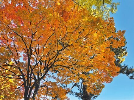 北海道的秋天是色彩耀眼的楓葉季節。（何書青攝）
