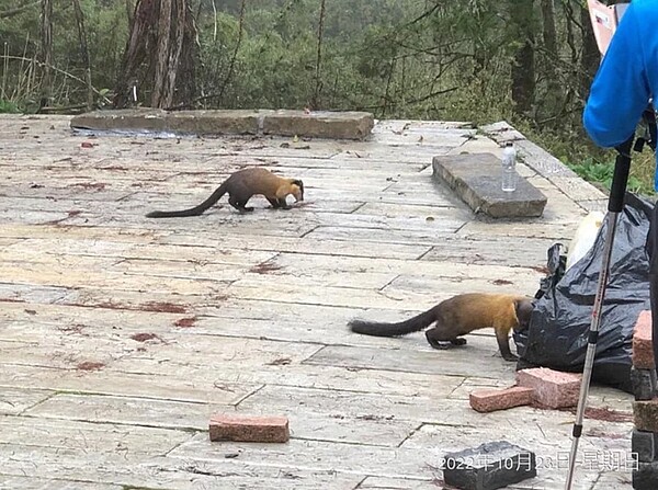 玉山國家公園遊客多，垃圾多造成環境危害，野生動物黃喉貂被目擊翻找垃圾覓食。圖／玉山國家公園提供