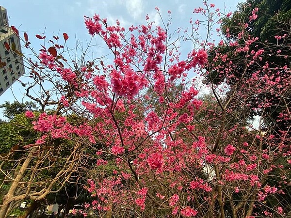 中正里慶城公園開滿櫻花。圖／洪樸陽蔡錦文里長提供
