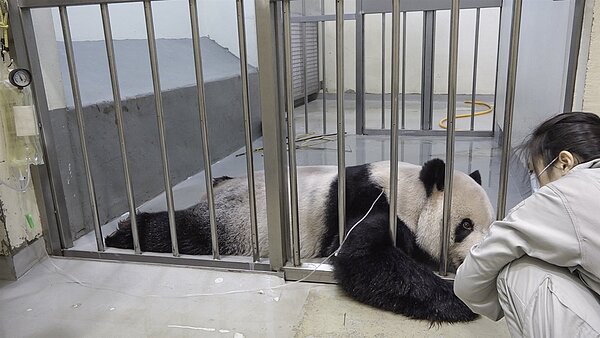 中國大陸兩位專家將赴台探視台北市立動物園大貓熊團團，園方表示名單還未確定，圖為園方幫團團打輸液補充水份。圖／台北市立動物園提供