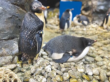 
屏東海生館推出「那些企鵝的愛情故事」限定活動，展出6對企鵝情侶檔的交往歷程。（謝佳潾攝）
