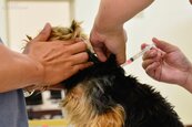寵物打狂犬病疫苗　一併登記