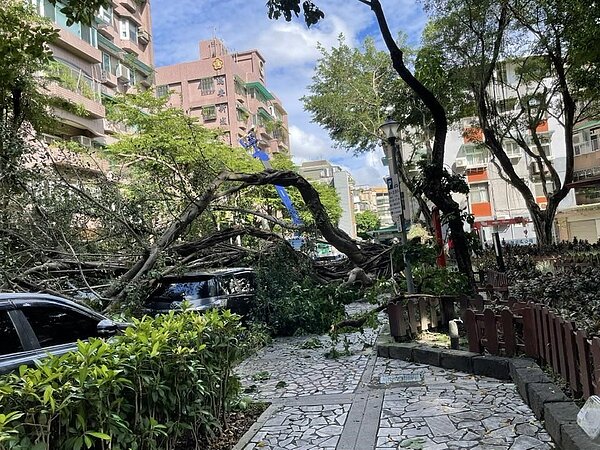 沈鳳雲里長處理倒塌樹木。圖／取自「沈鳳雲」臉書