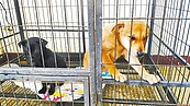 苗縣動物焚化爐　街犬貓人道善終