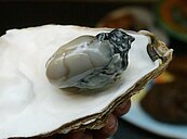 兩年來首例霍亂　40歲中部女吃生蝦、生蚵拉5天